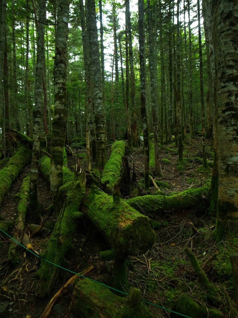 もののけのもり