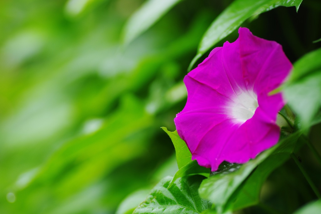 庭の花：朝顔