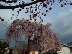 一足先に枝垂桜満開を満喫