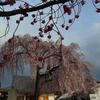 一足先に枝垂桜満開を満喫