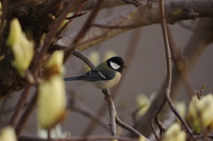 庭の鳥・シジュウカラ