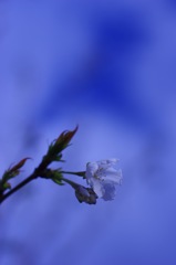 庭の花：オオシマサクラの開花