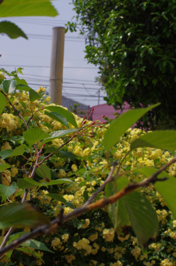 桜
