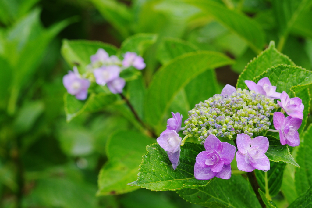 庭の花・紫陽花