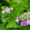 庭の花・紫陽花