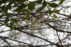 庭の植物・白梅