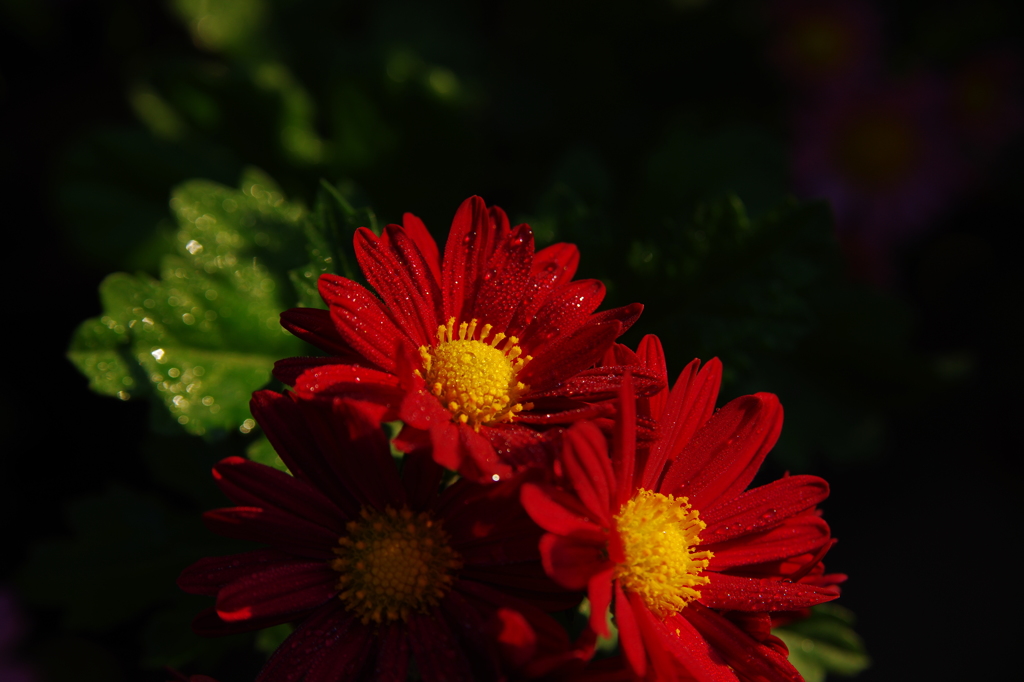 紅の雫