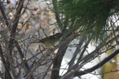 庭の鳥・梅ウグイス