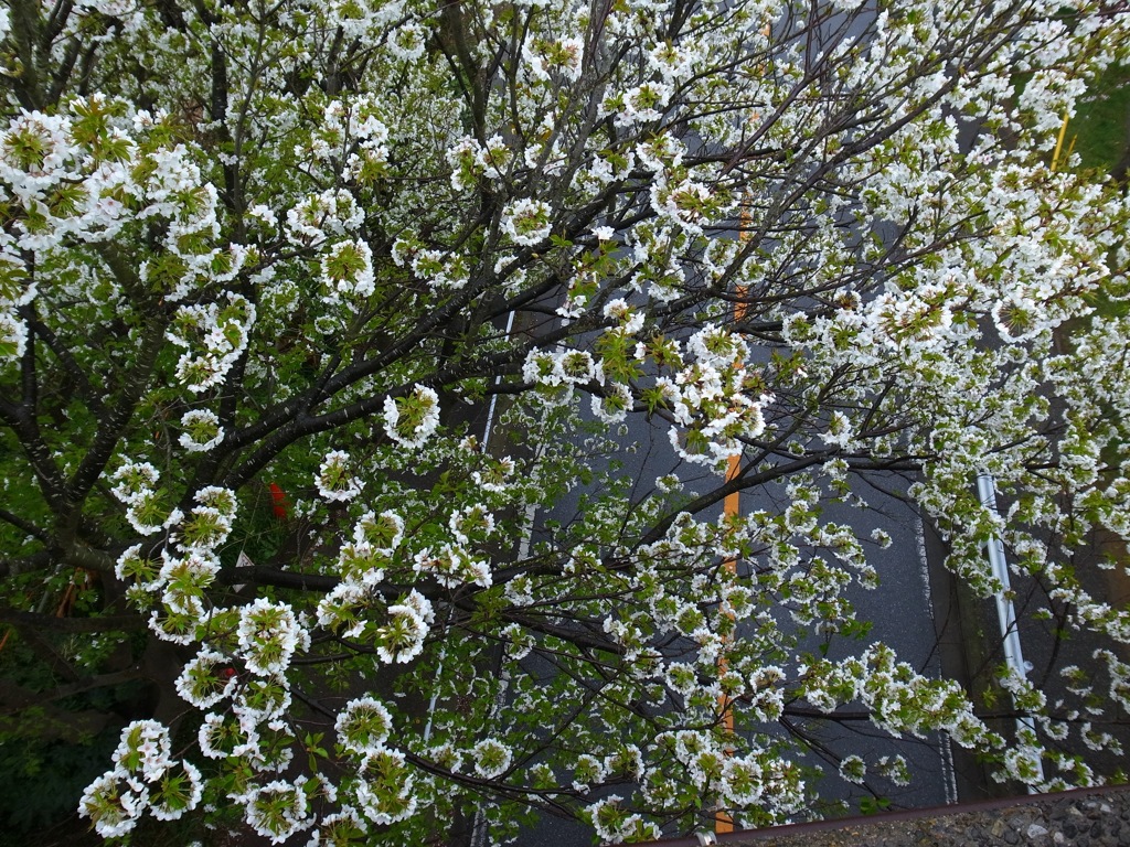 上から桜