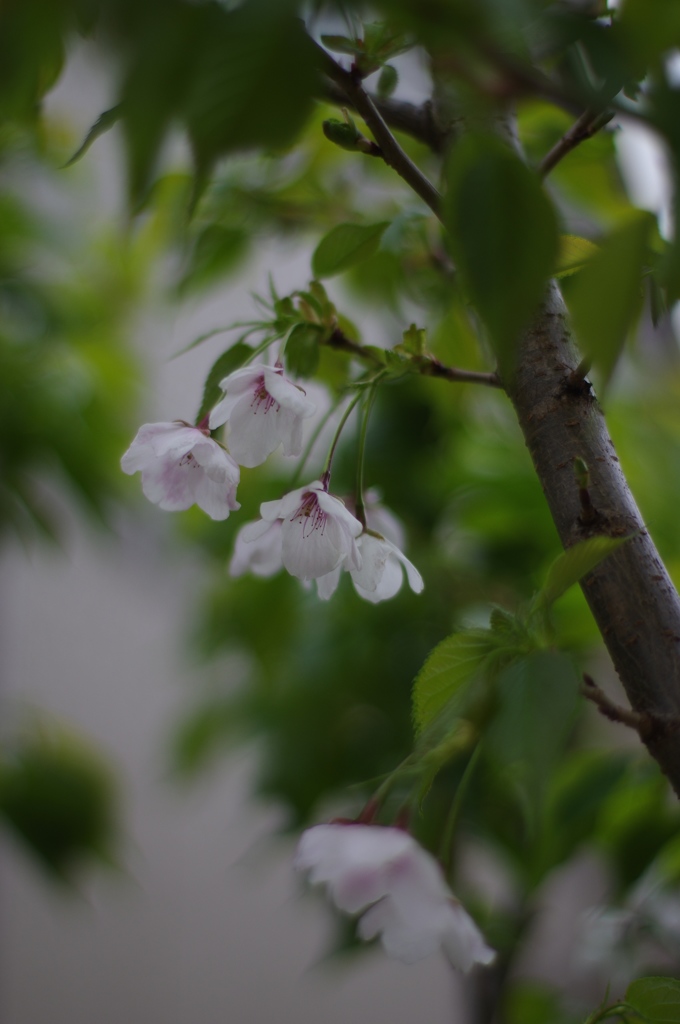 庭の花：今年も満開でも２３輪