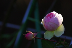 薔薇球