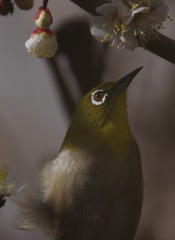 庭の花：白梅、庭の鳥：メジロ