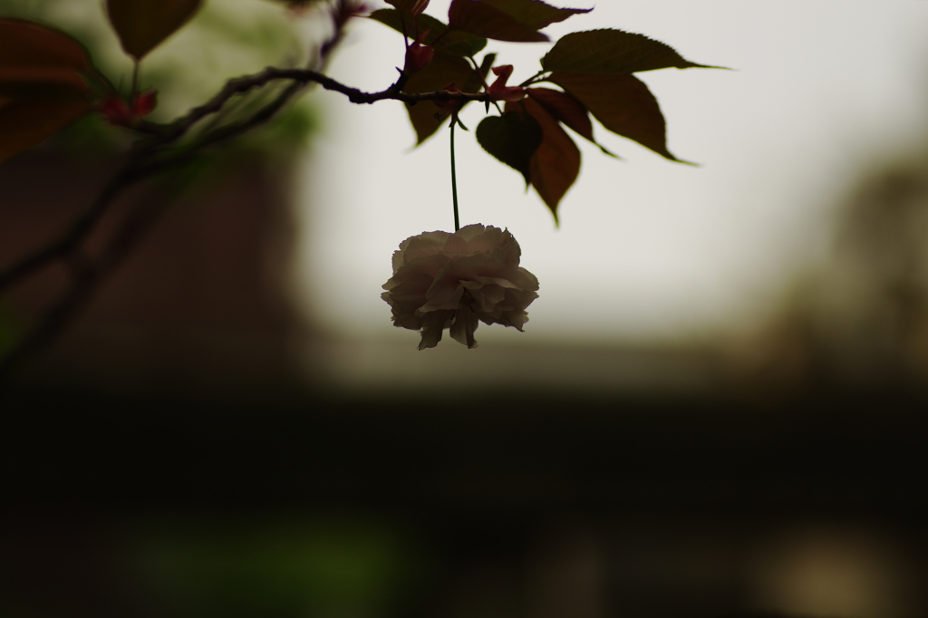 八重一輪
