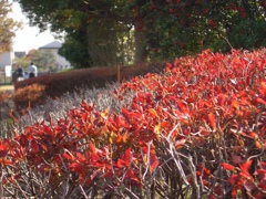 小さな紅葉