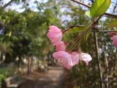 春近し？