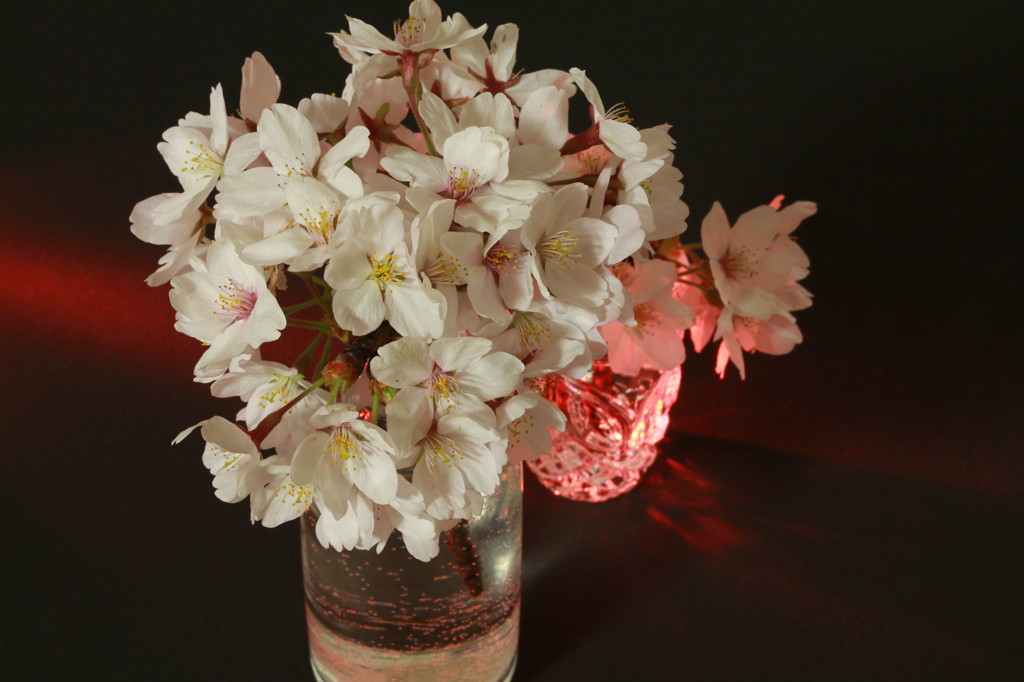 桜1