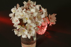 桜1