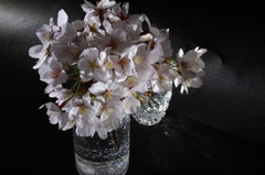 桜3