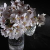 桜3