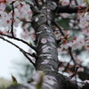 貼り桜