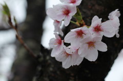 桜の時期は・・・・新たな人生の節目