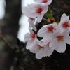 桜の時期は・・・・新たな人生の節目