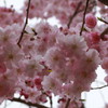 さくら