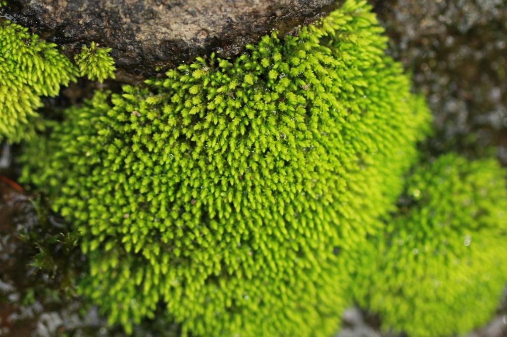 苔