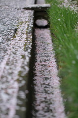 桜の細道