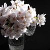 桜2