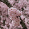 さくら2