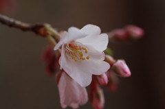 糸桜