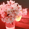 桜4