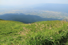 ススキ