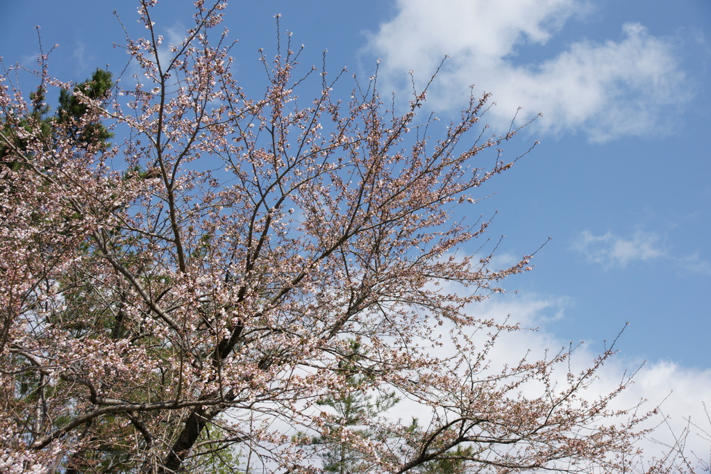 ベタな桜の写真。