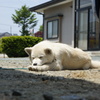 昼寝のモコ・子犬編