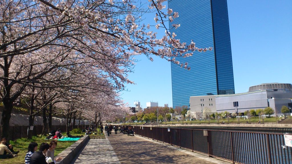 大阪城公園の桜