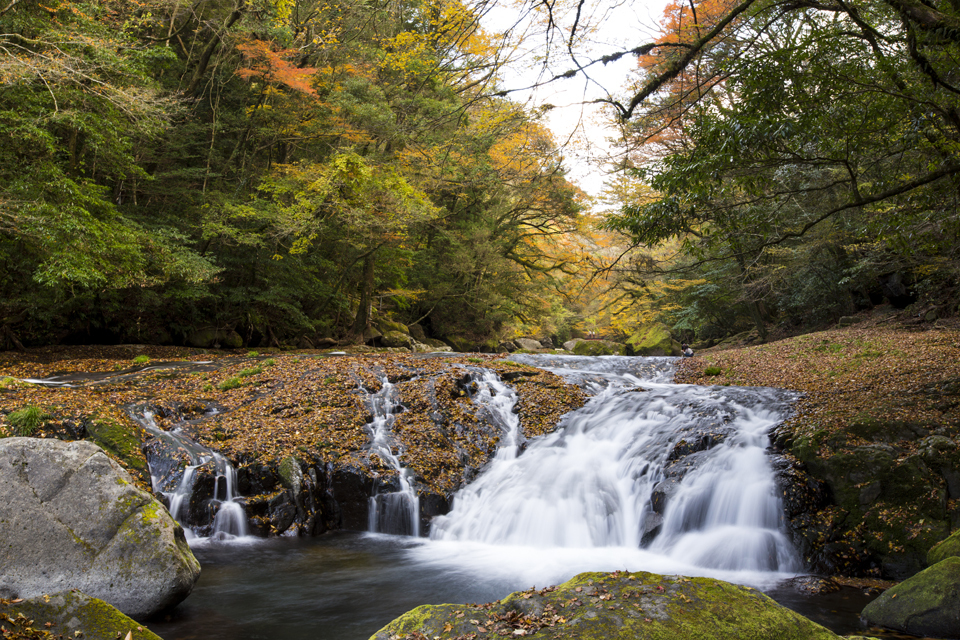 秋の菊池渓谷