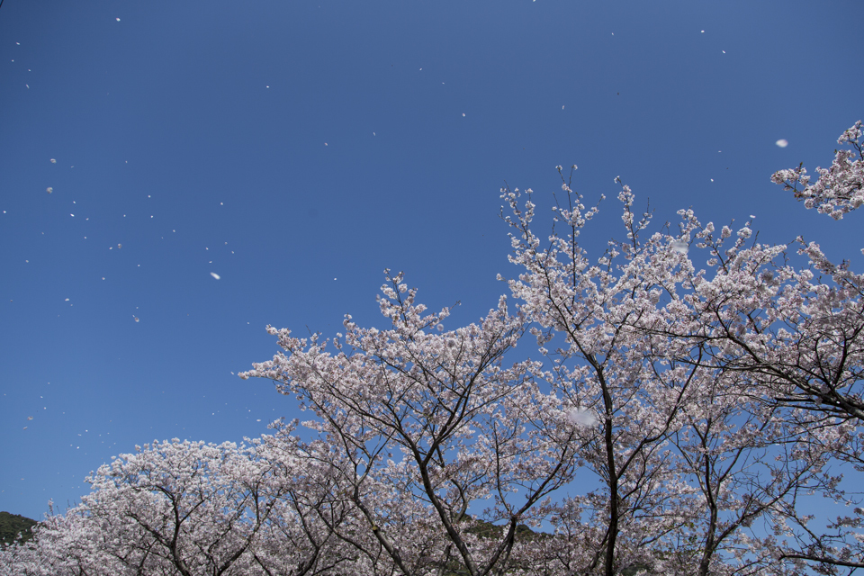 桜吹雪