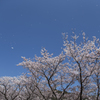 桜吹雪