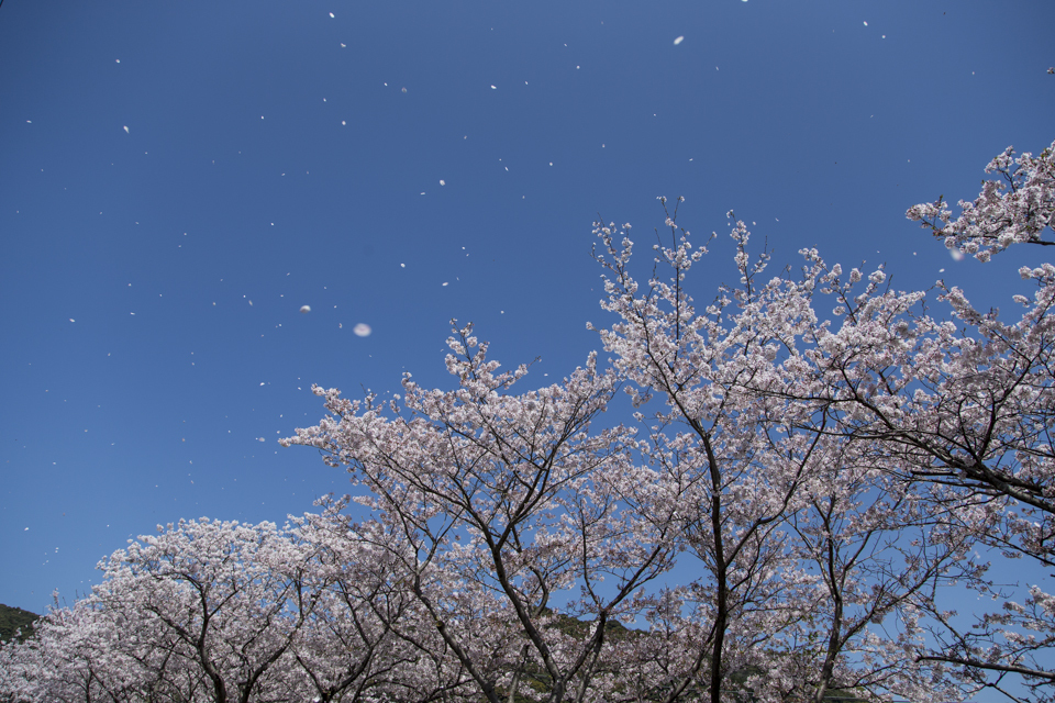 桜吹雪