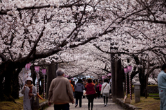 大村公園の桜