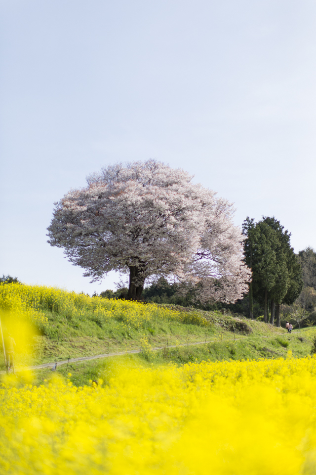 馬場桜 第三章