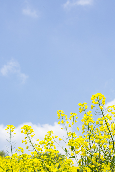 菜の花