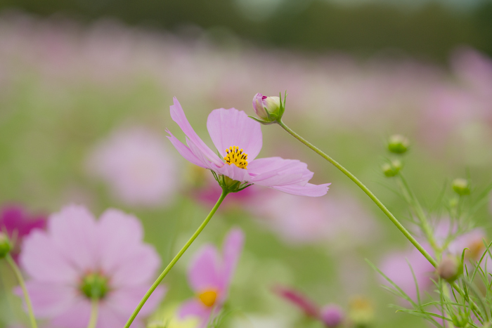 秋花の語らい・・・
