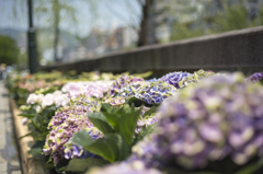 ながさき紫陽花