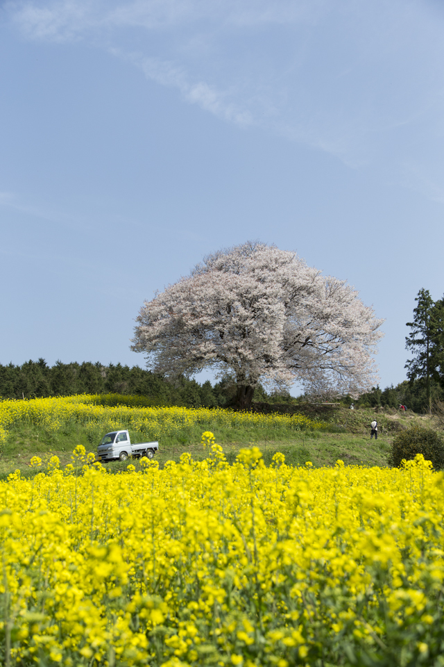 馬場の山桜は、春のゴールデンコンビ！