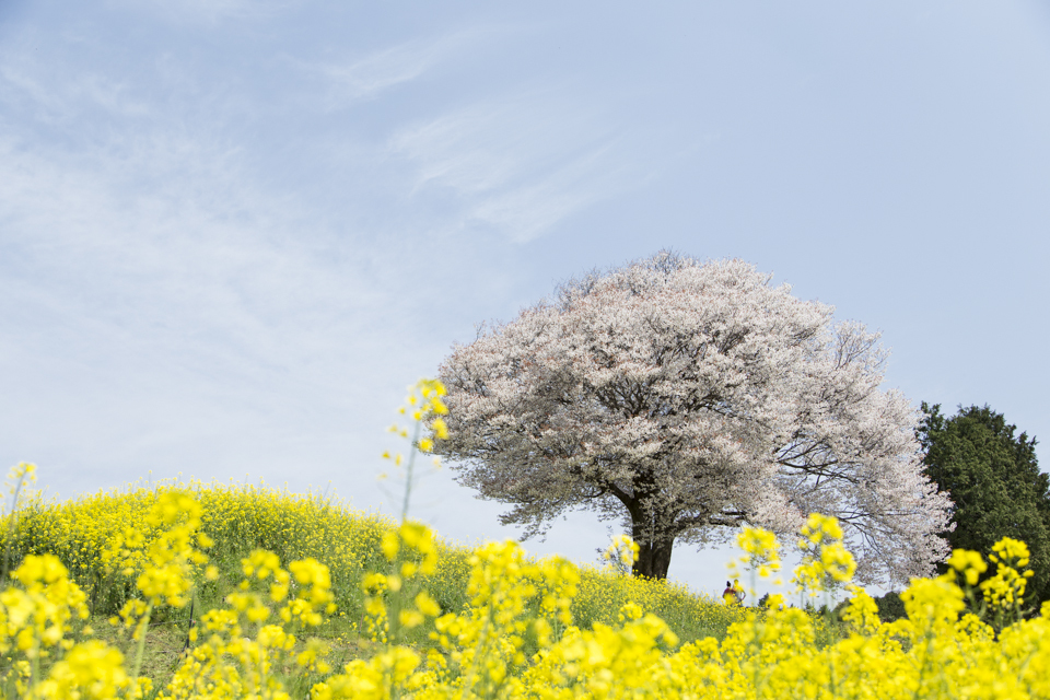 馬場の山桜