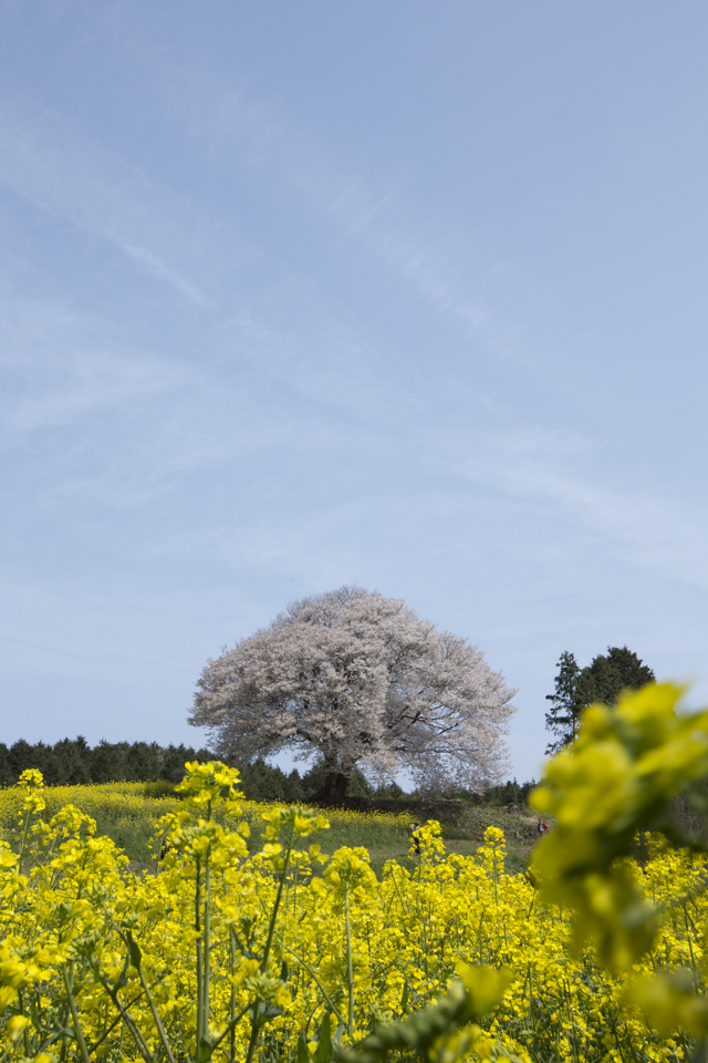 馬場の山桜は、春のゴールデンコンビ！