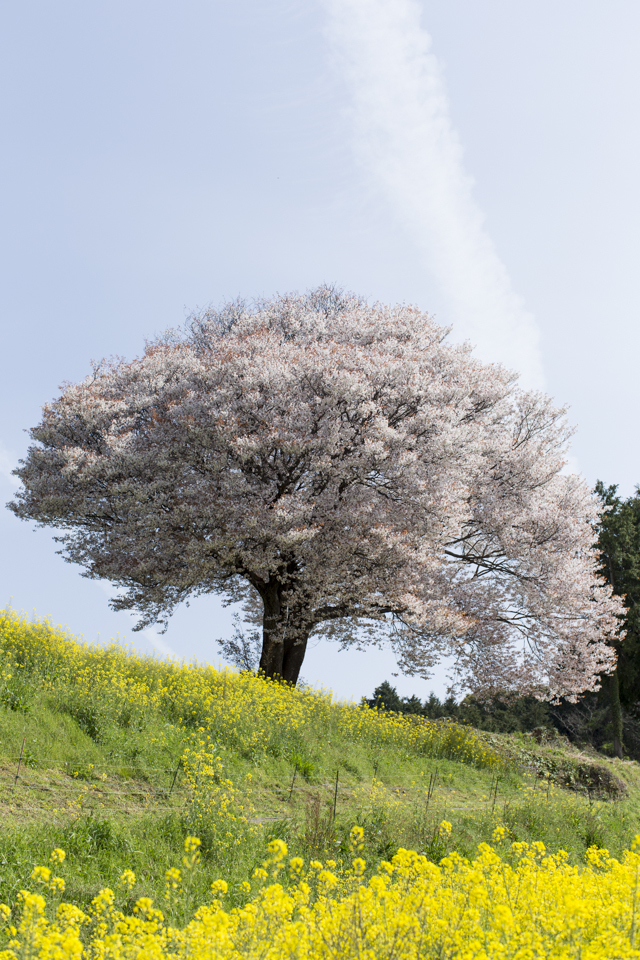 馬場桜 第三章